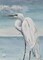 Great Egret Standing by Patricia Pinto - Item # VARPDX10816JA
